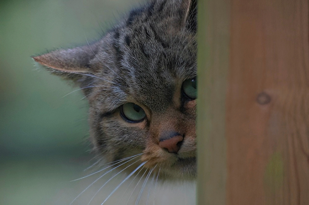 - Готовы? Сейчас я буду вас смешить...