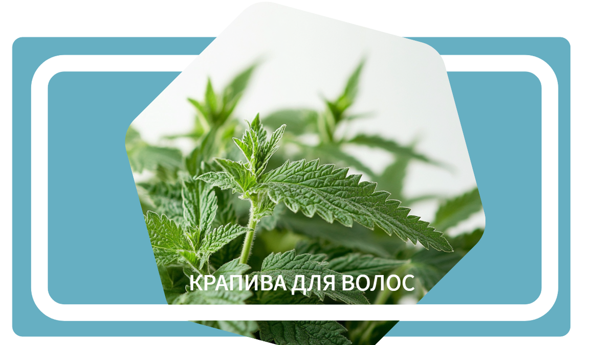 Крапива для волос