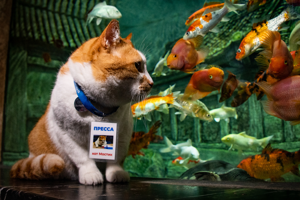 Только не говорите РИА, что я на других рыб смотрел.