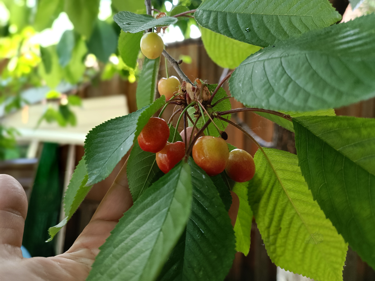 Черешня поспеет через несколько дней на юге Подмосковья, за ней подойдёт клубника