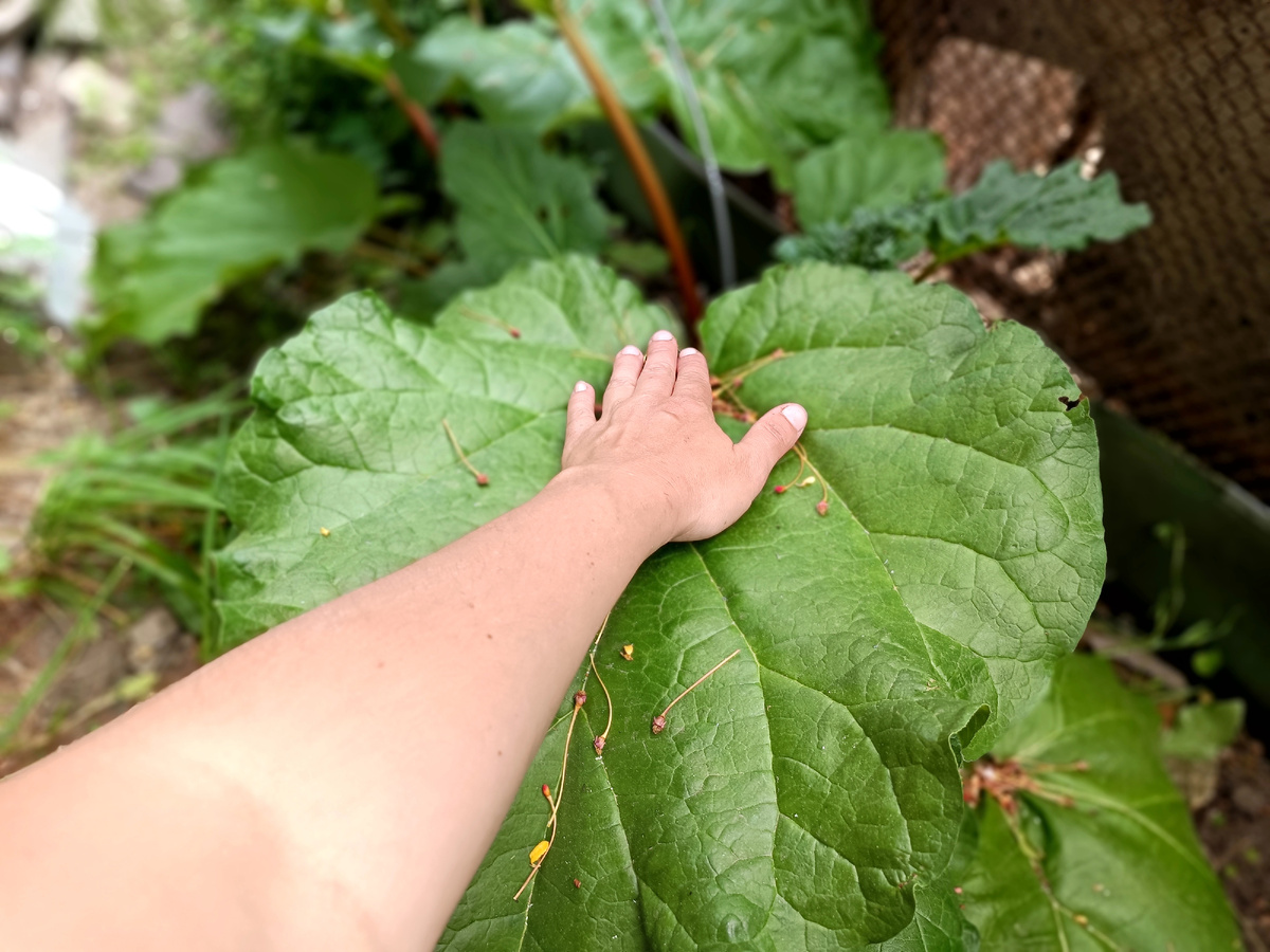 Даже лопухи могут позавидовать таким размерам