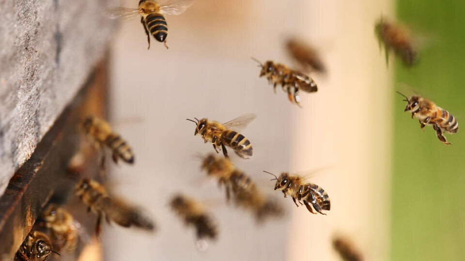 Фото: © www.globallookpress.com/Wolfram Steinberg/dpa