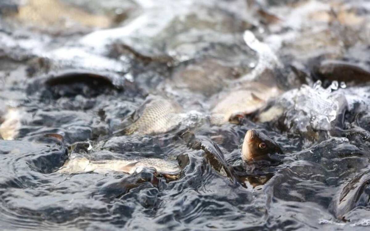    Воронежское правительство изучало развитие рыбного бизнеса компании с годовым оборотом аж 3,7 млн рублей Фото правительства