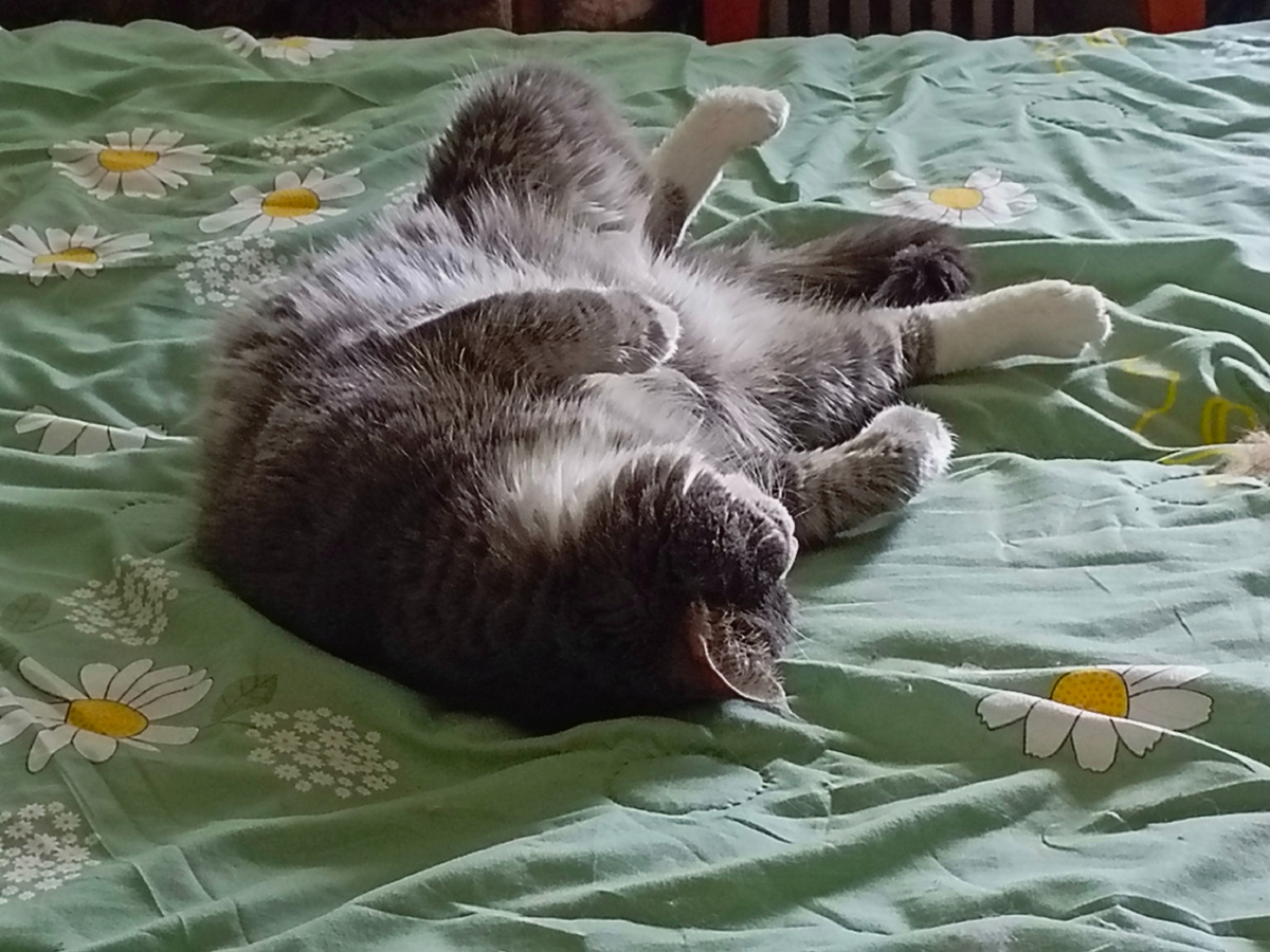 Котя валяется