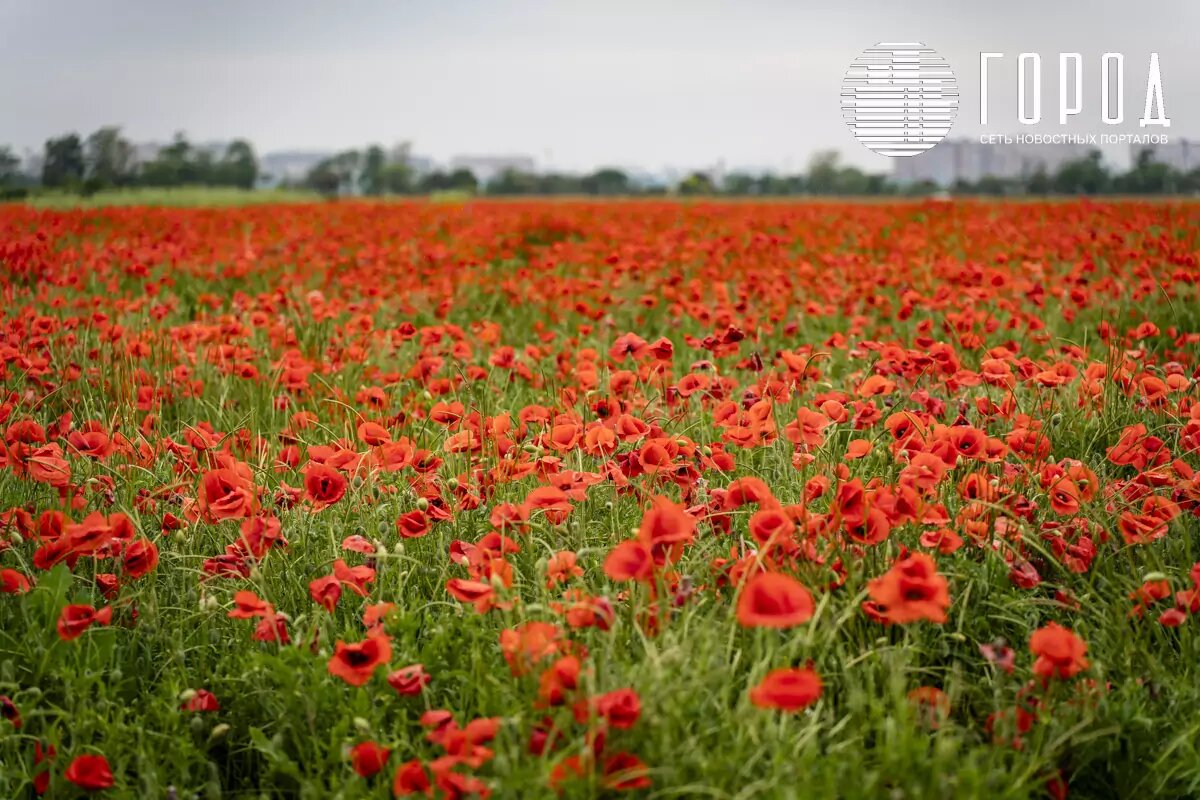 Фото: krd.gorod.space