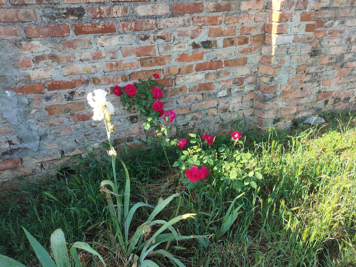 Фото, сделанное перед выездом. Розочка молодая перед забором расцвела.
