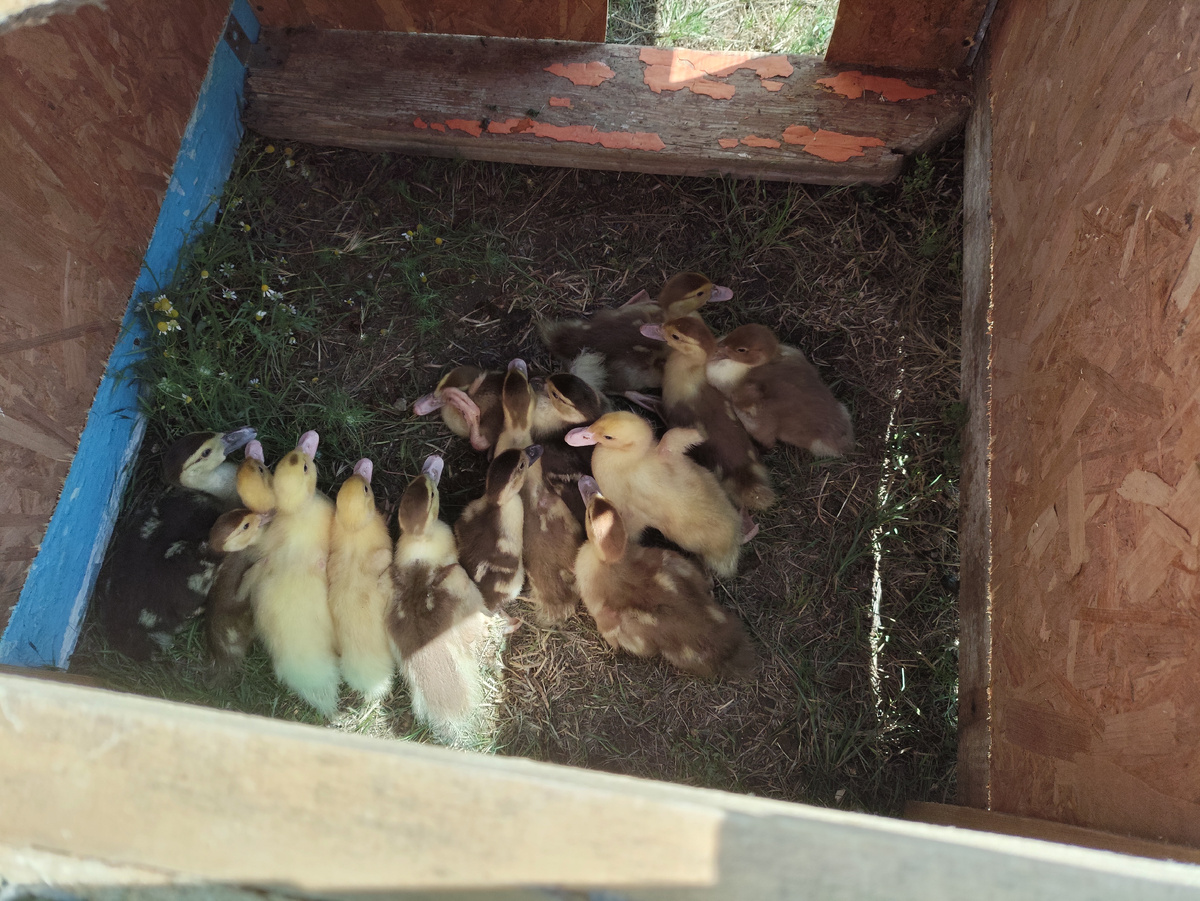 Это они все в домике тусят