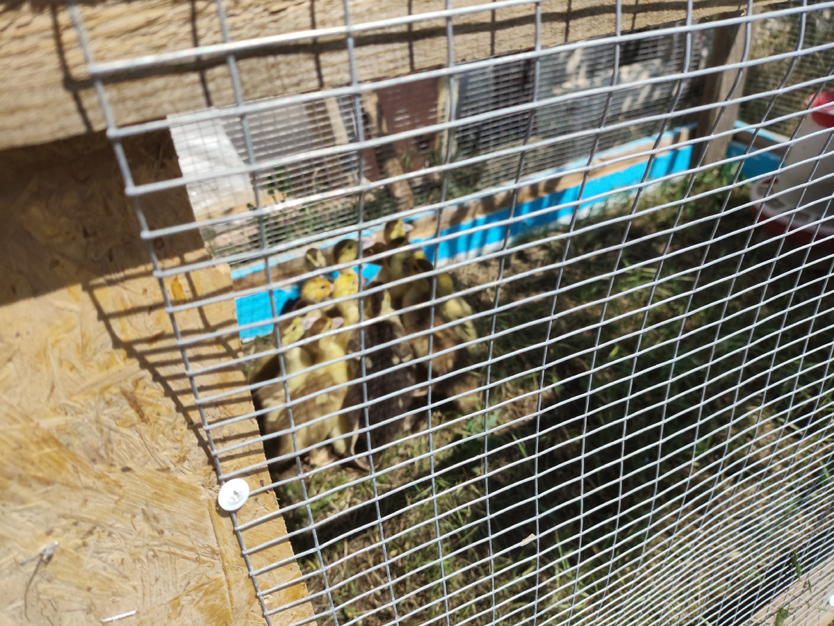 Периодически выгоняю на улицу