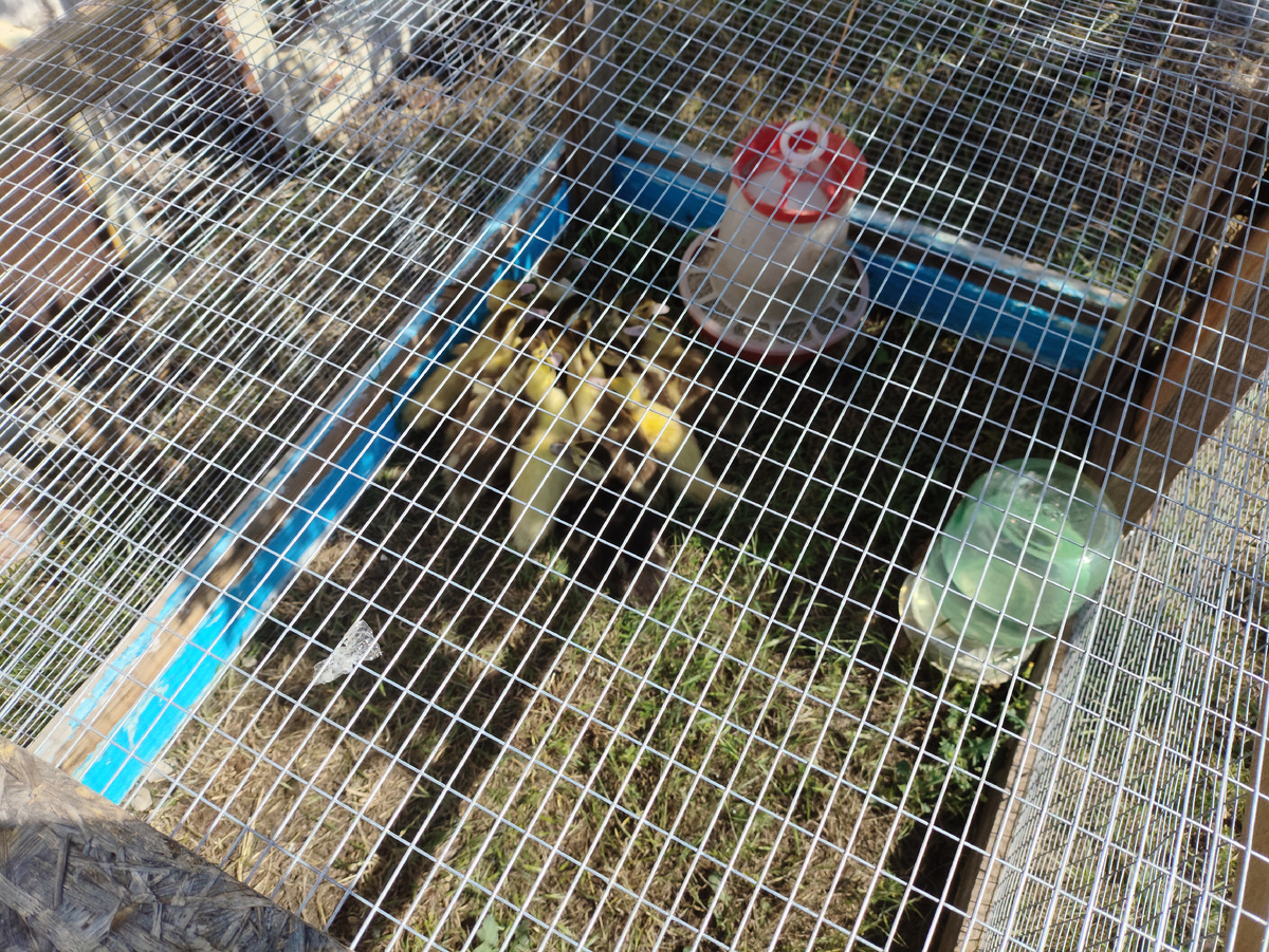 Сами на улице пока стесняются