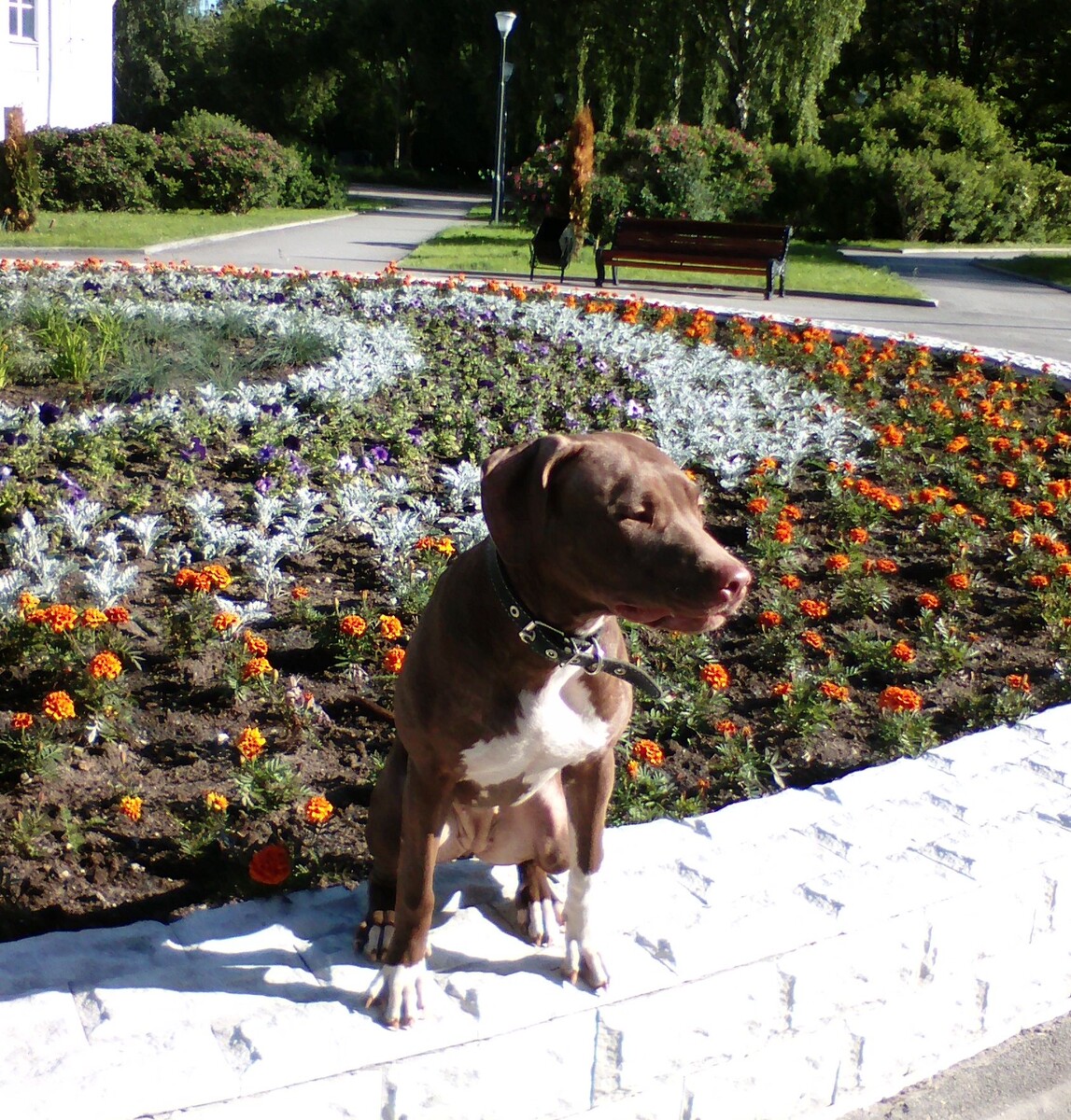 Питбуль Альфа, около 8 мес.