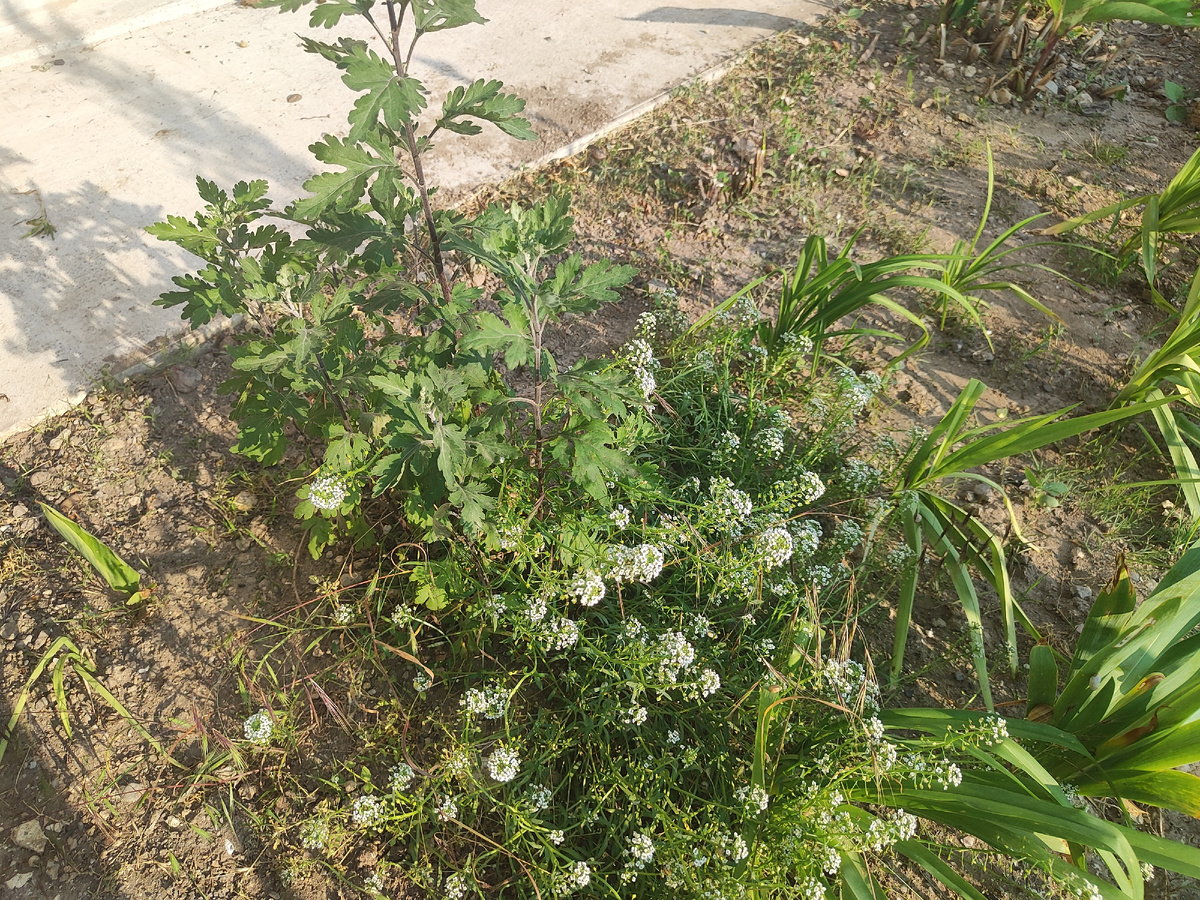 аллисум прошлогодний взошел