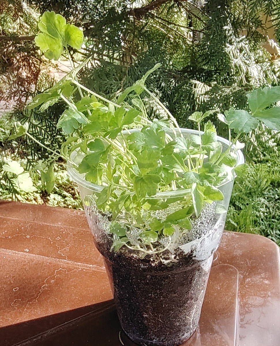 Рассада петрушки 9 мая. 