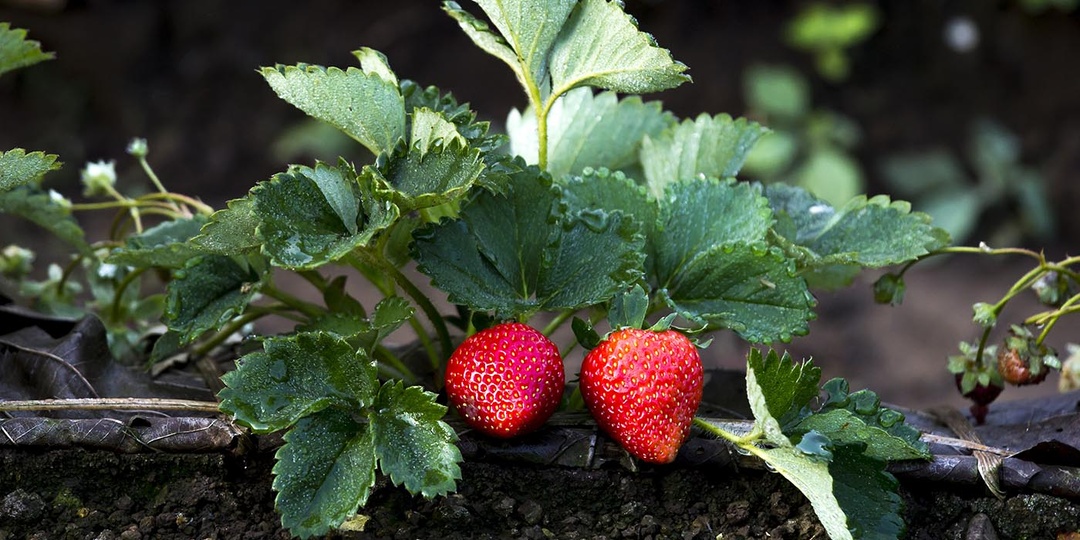 Защита клубники летом от вредителей и болезней