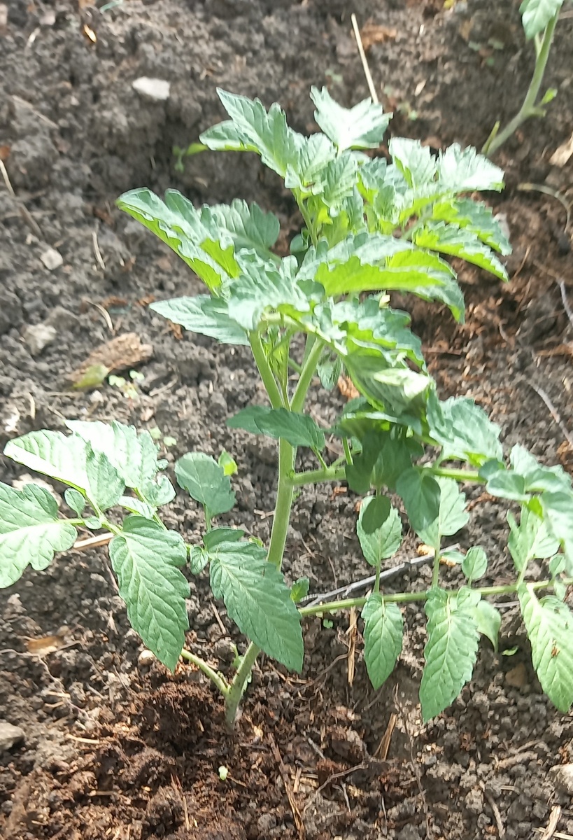 тут еще не видно, где какие пасынки