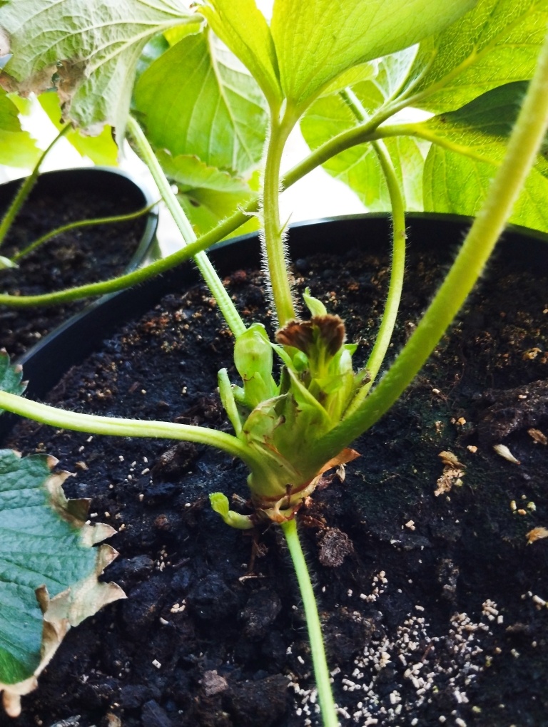 Сбоку растет новый побег и он не черный, странно.