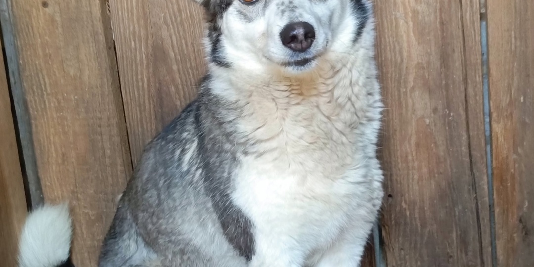 💔😢 Лера Ищет Дом и Заботу! 🙏 Трехлапая малышка с разбитым сердцем ждет чуда! 🌟