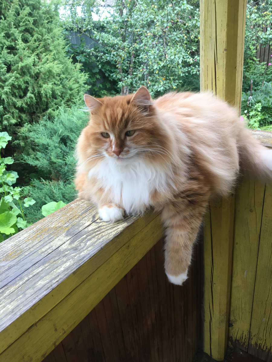 Беша на крылечке. Фото автора