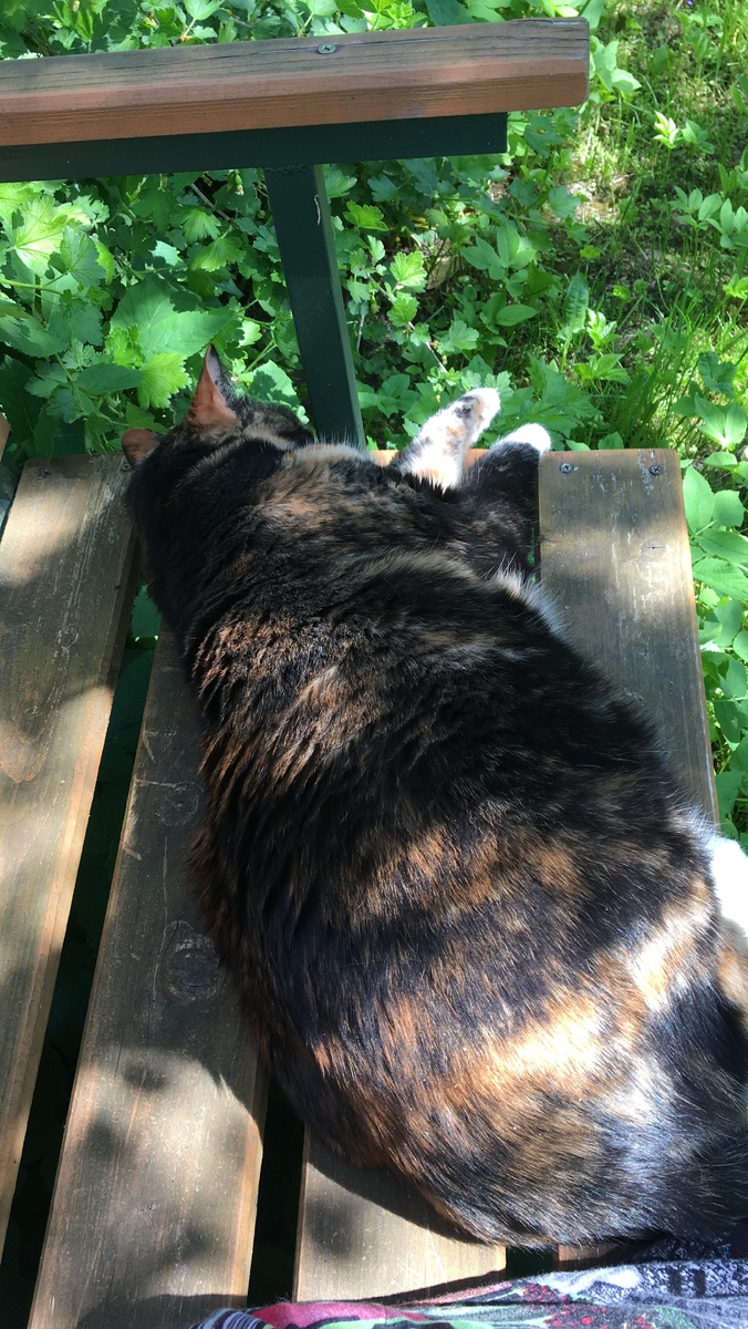 Василиса. Фото автора