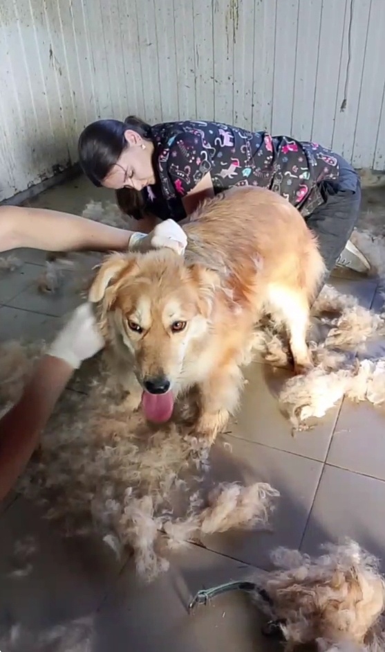 Алис на процедурах.