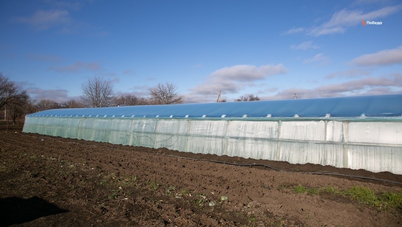    Благодаря соцконтрактам ставропольцы могут открывать свои производства, выращивать овощи и зелень в собственных теплицах Фото: Валерия Алтухова / / ИА «Победа26»