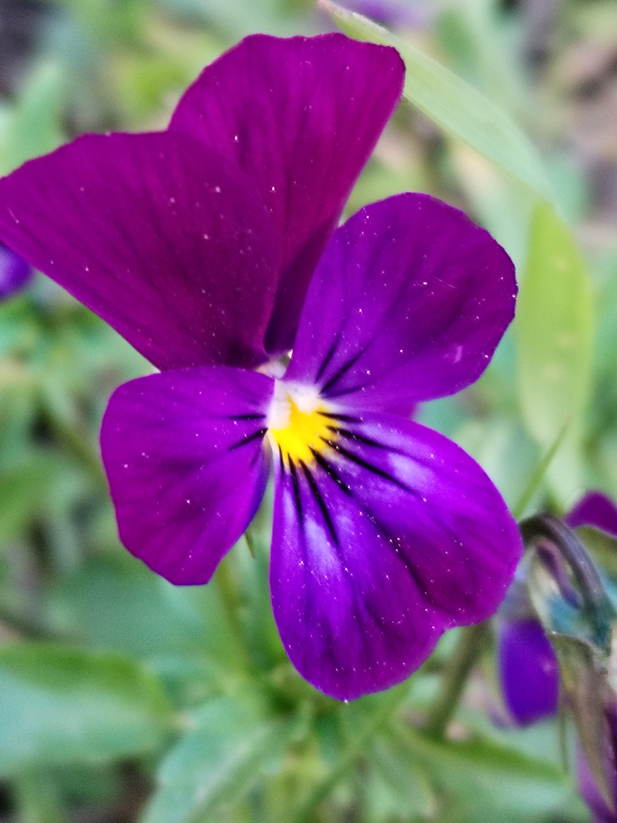 Цветы на клумбе перед домом