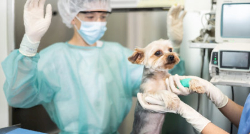 Участие врача анестезиолога на операциях в ветеринарных клиниках