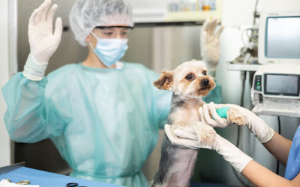 Обязательно ли участие врача анестезиолога на операциях в ветеринарных клиниках всем домашним животным