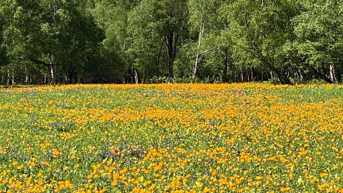 Последняя неделя весны в Горном Алтае