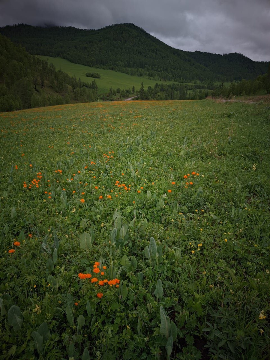 Последняя неделя весны в Горном Алтае