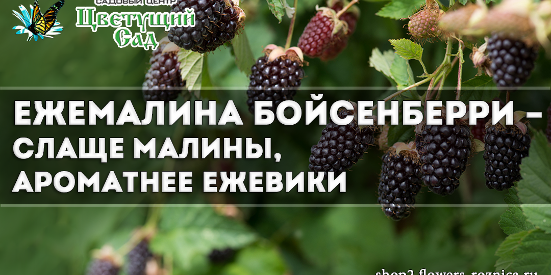 Ежемалина Бойсенберри – ягода, от которой невозможно оторваться
