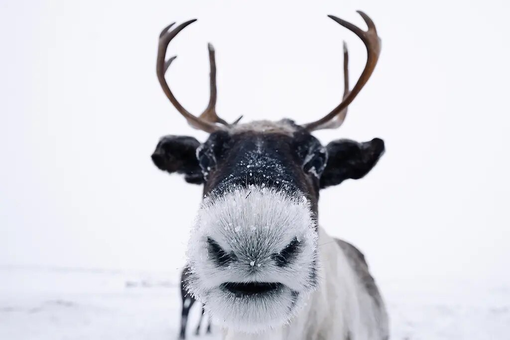    Нос северного оленя