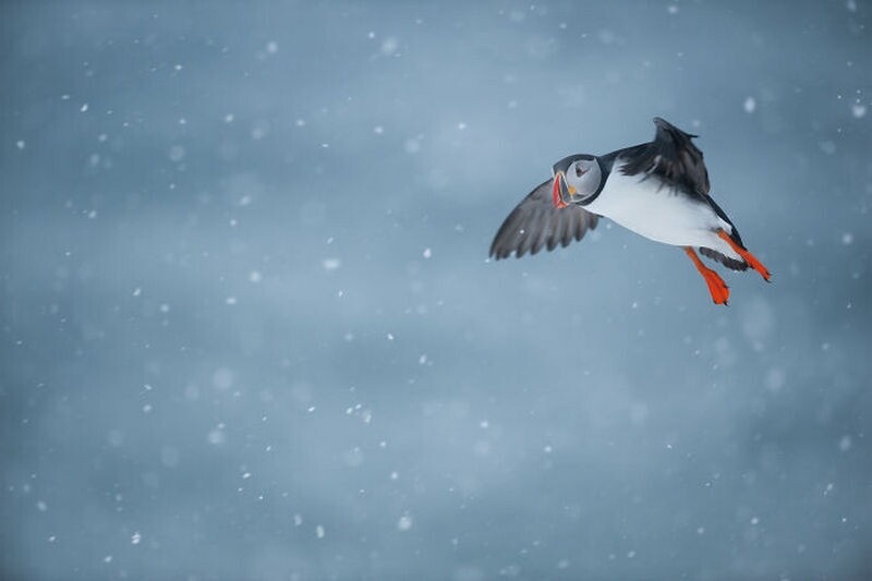    15 работ фотографа, который влюблен в птиц и показывает их истинную красоту