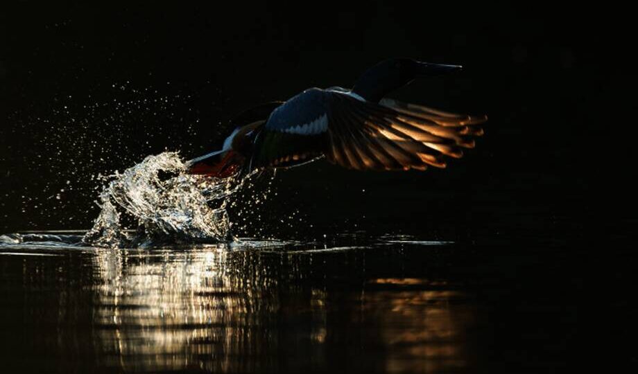 15 работ фотографа, который влюблен в птиц и показывает их истинную красоту