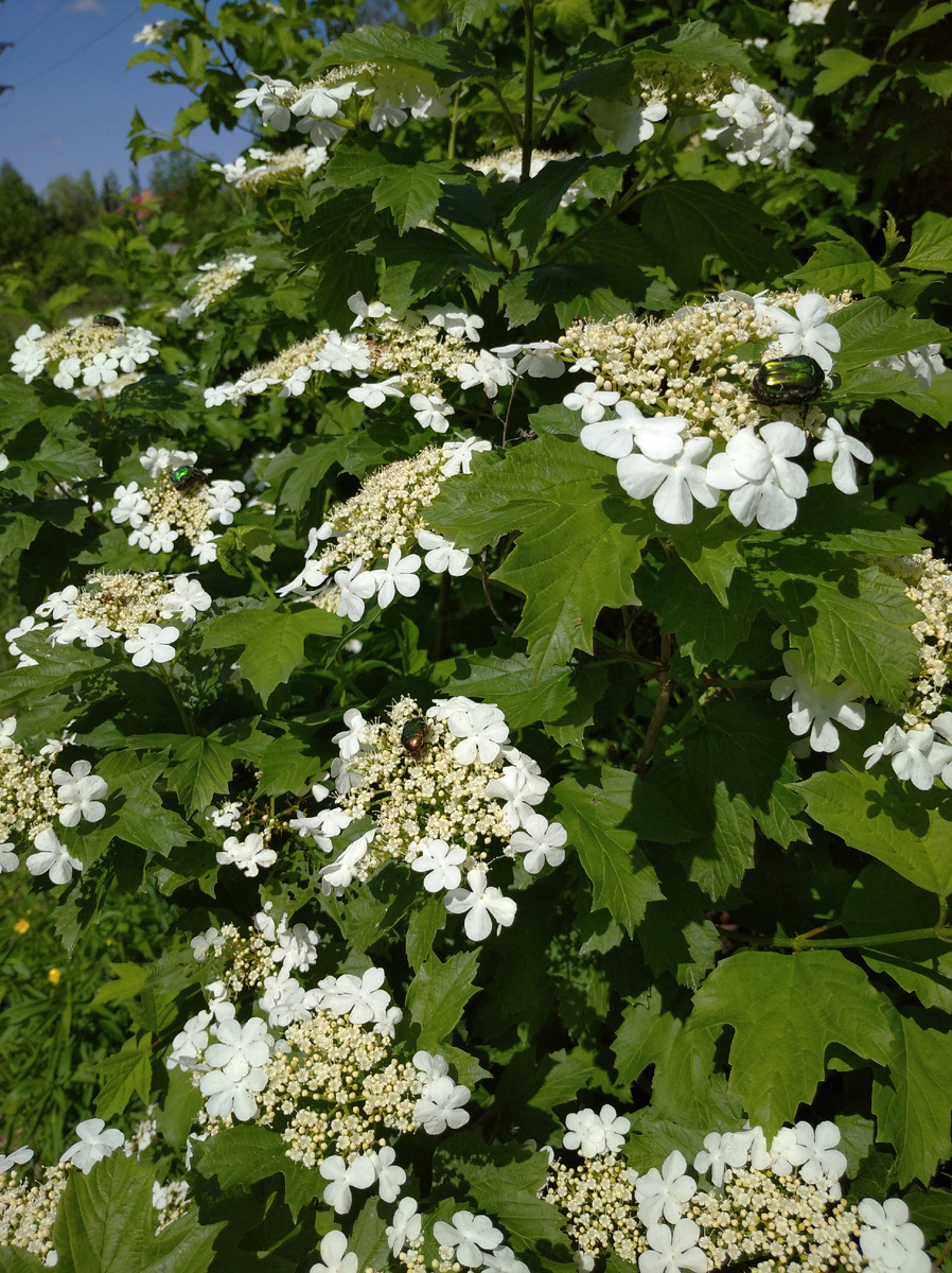 Цветущая калина