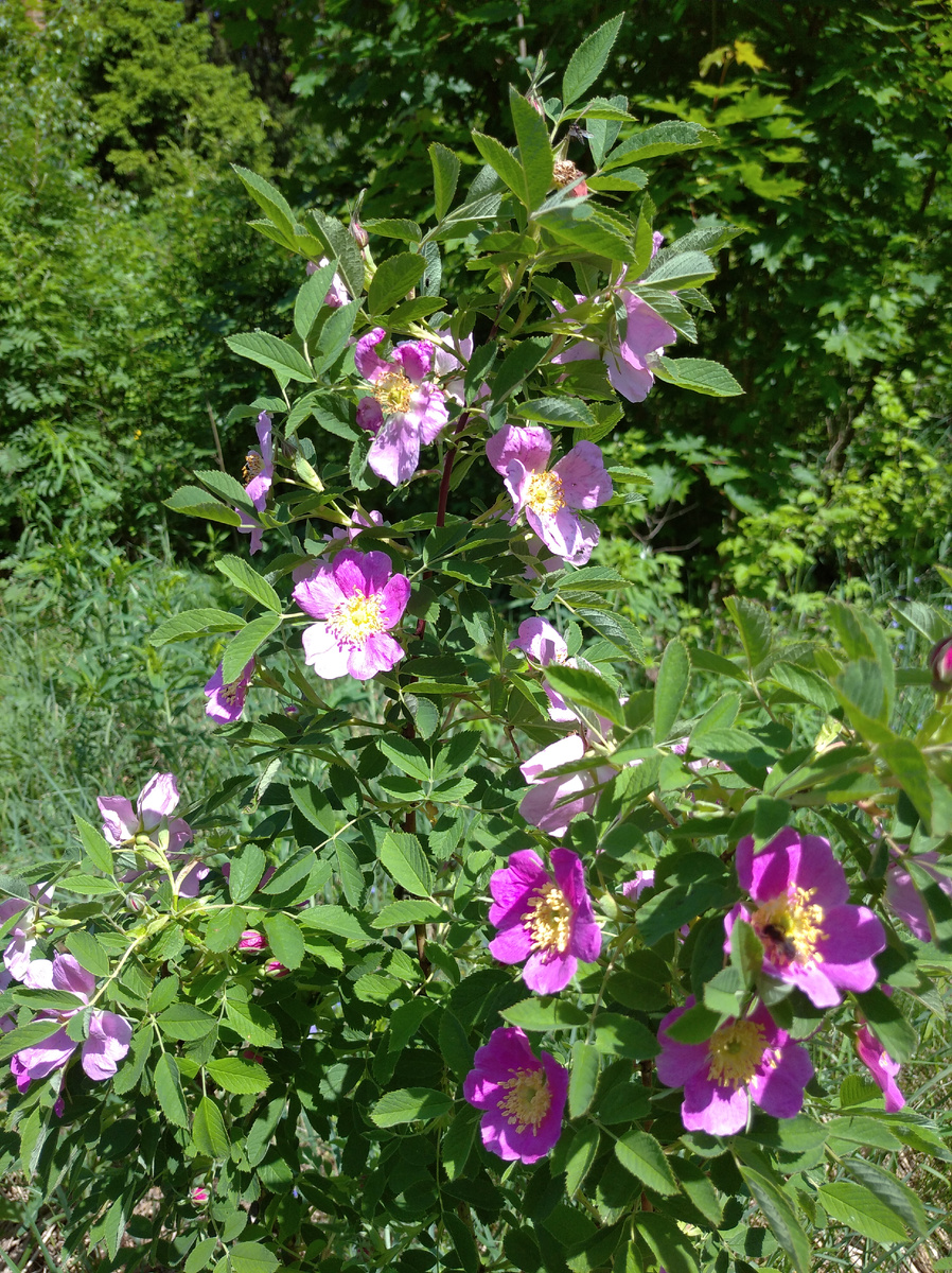 Дикий шиповник