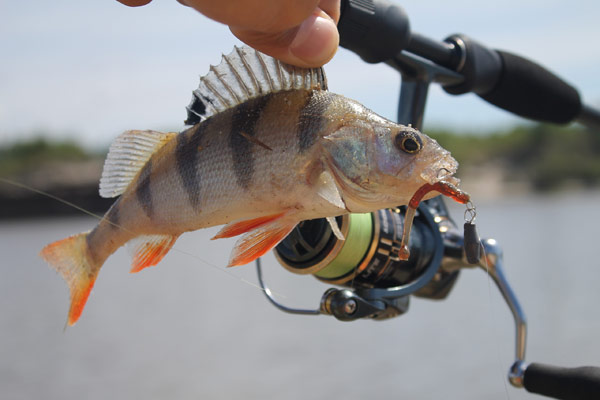 Фото с сайта: https://rybolov.org/images/club/fishing/imgi/microjig_osen7b.jpg