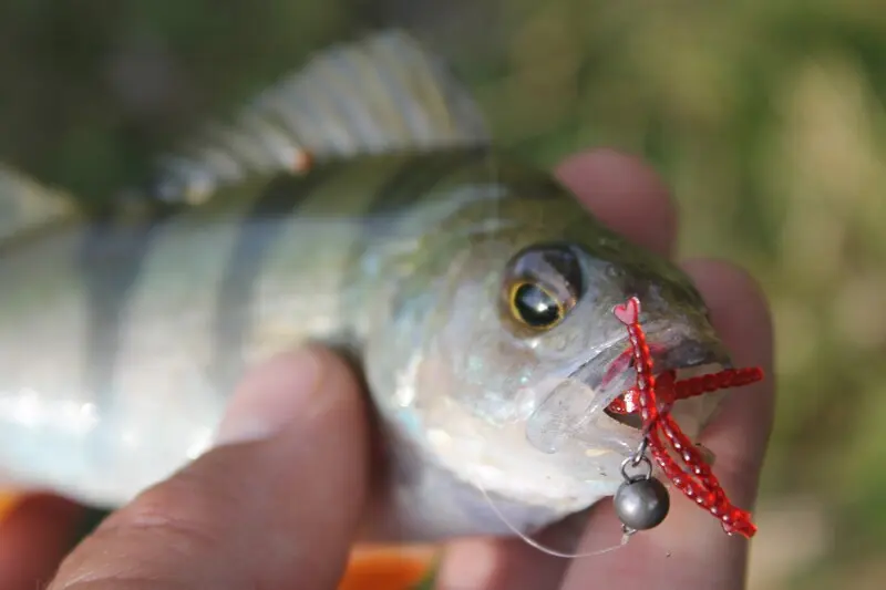 Фото с сайта: https://www.fish-hook.ru/editable/users/5v/so/cqmbdmgw4wg48o4.webp