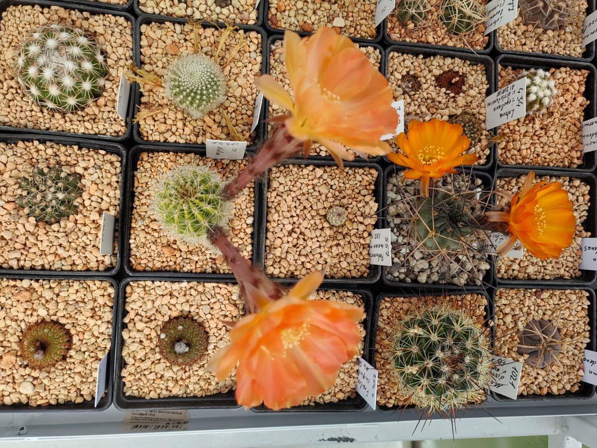 С виду обычный эхинопсис... 🤔.