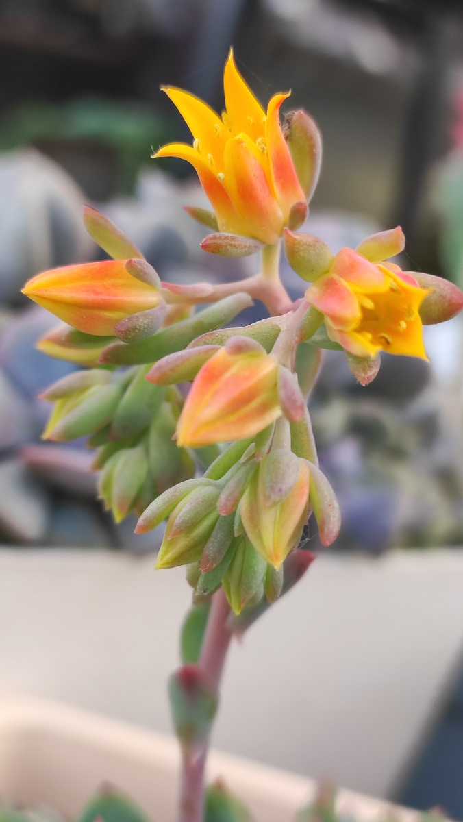 Цветение седеверии Блу Эльф