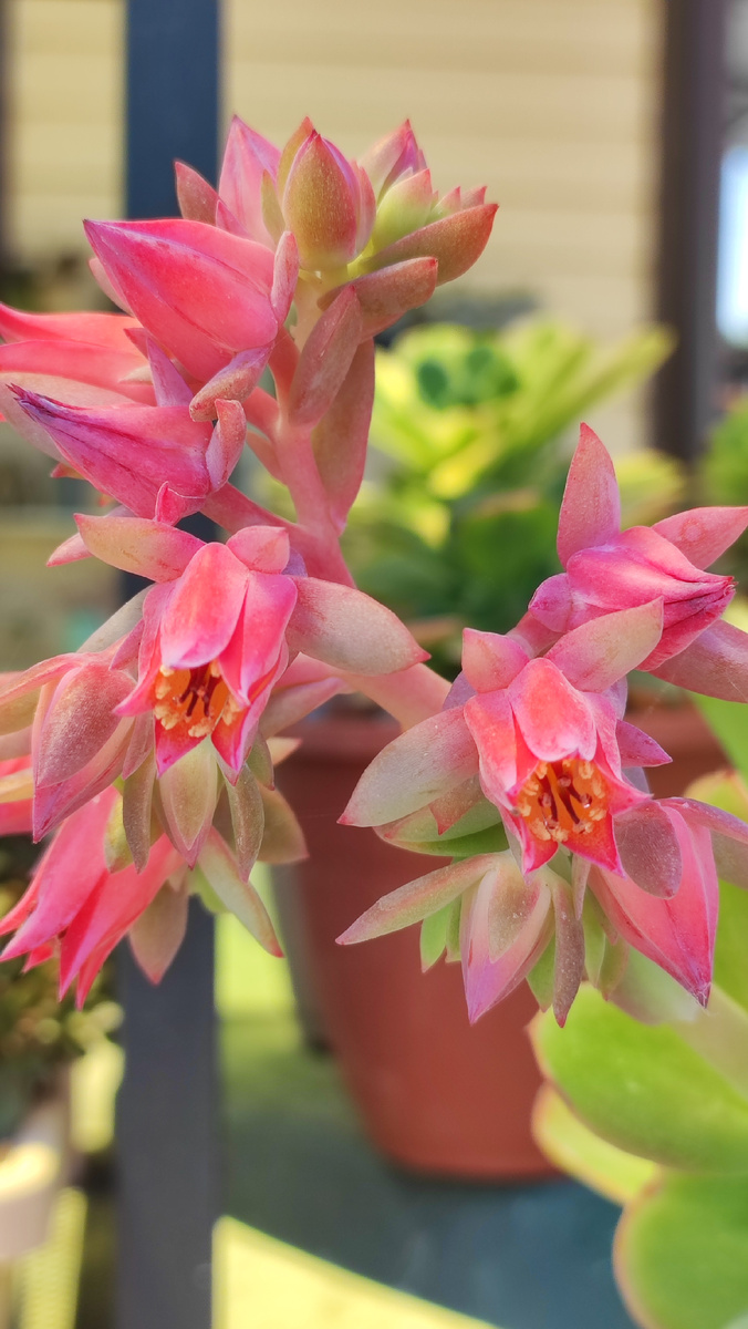 Цветение эхеверии Палиды