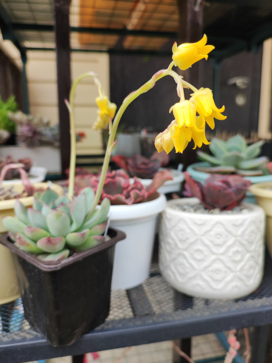 Цветение эхеверии Апус