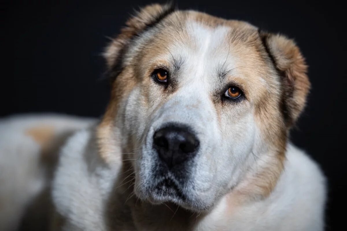    Прокуратура взяла на контроль нападение алабая на пенсионерку в Приморье