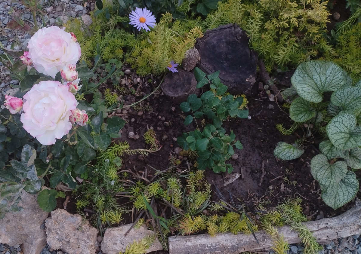 Между Серафимом и бруннерой