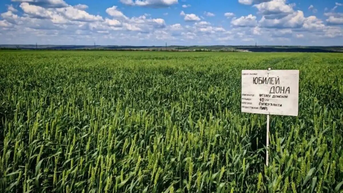 Фото: пресс-служба Луганского территориального отдела «Донецкого» филиала Россельхозцентра.
Пшеница ЮБИЛЕЙ ДОНА проходит испытания в ЛНР