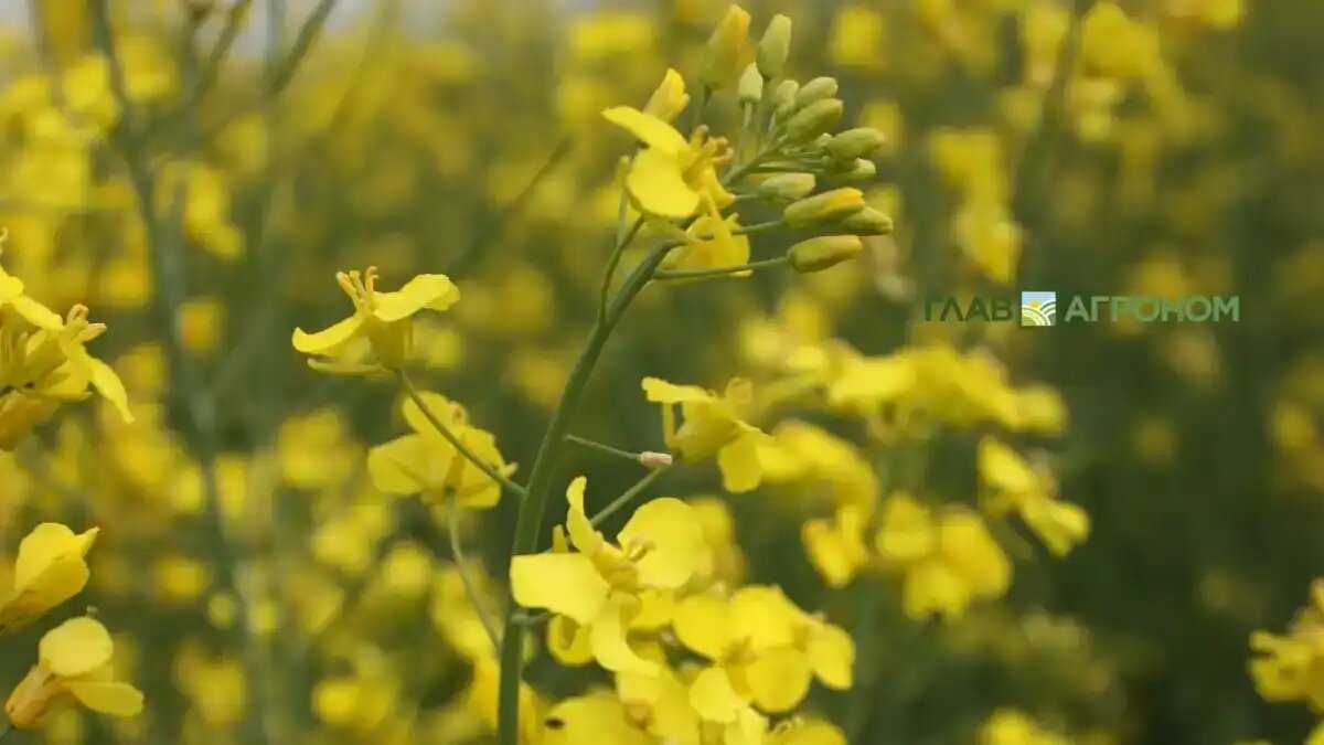 Фото:© Владимир Исаенко / Glavagronom.ru
В Казанском ГАУ разработали новый биопрепарат против вредителей рапса
