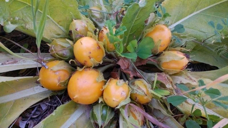 Плоды мандрагоры