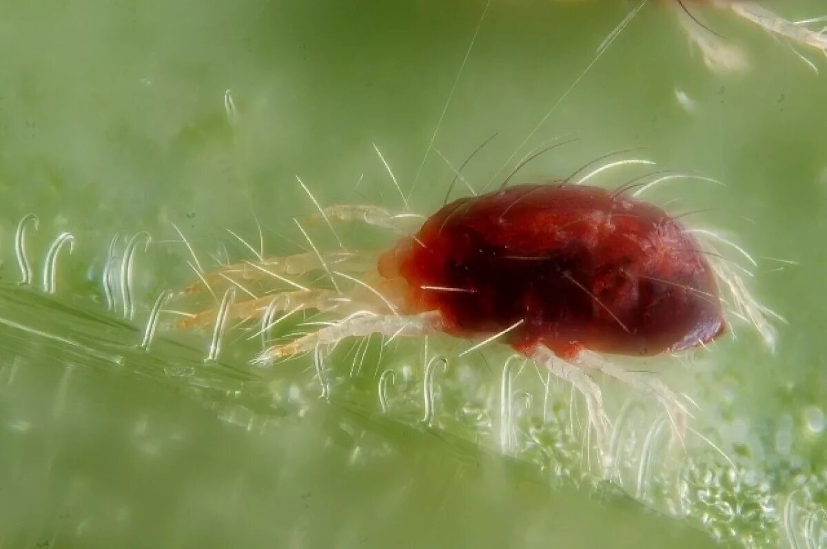    Клещи покусали 1813 жителей Новосибирской области за неделю