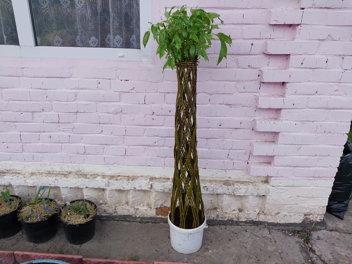 "Сибирская пальма". Первый день на даче.