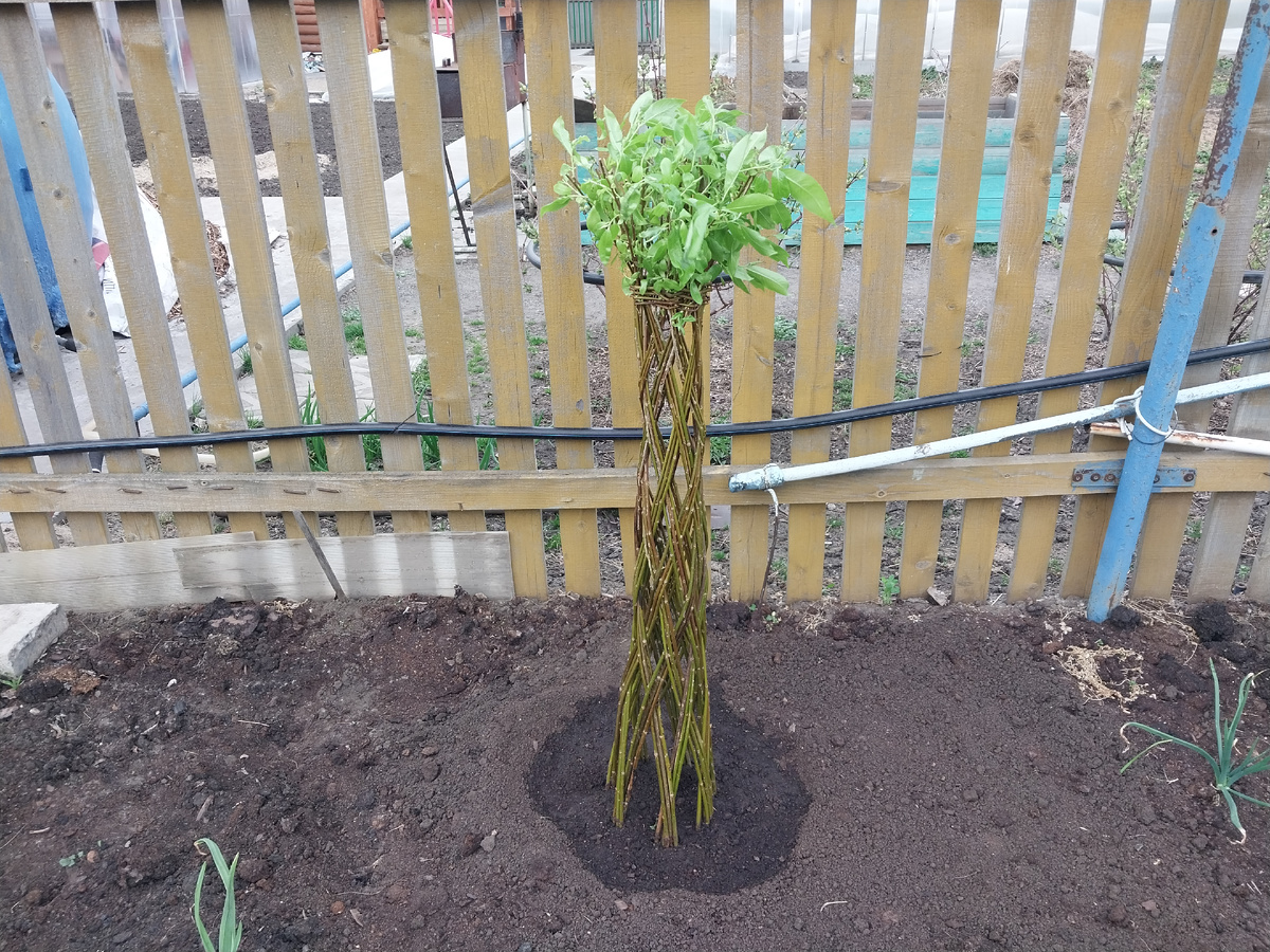 Поливаю каждый день.