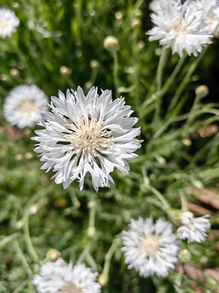 Любимые васильки